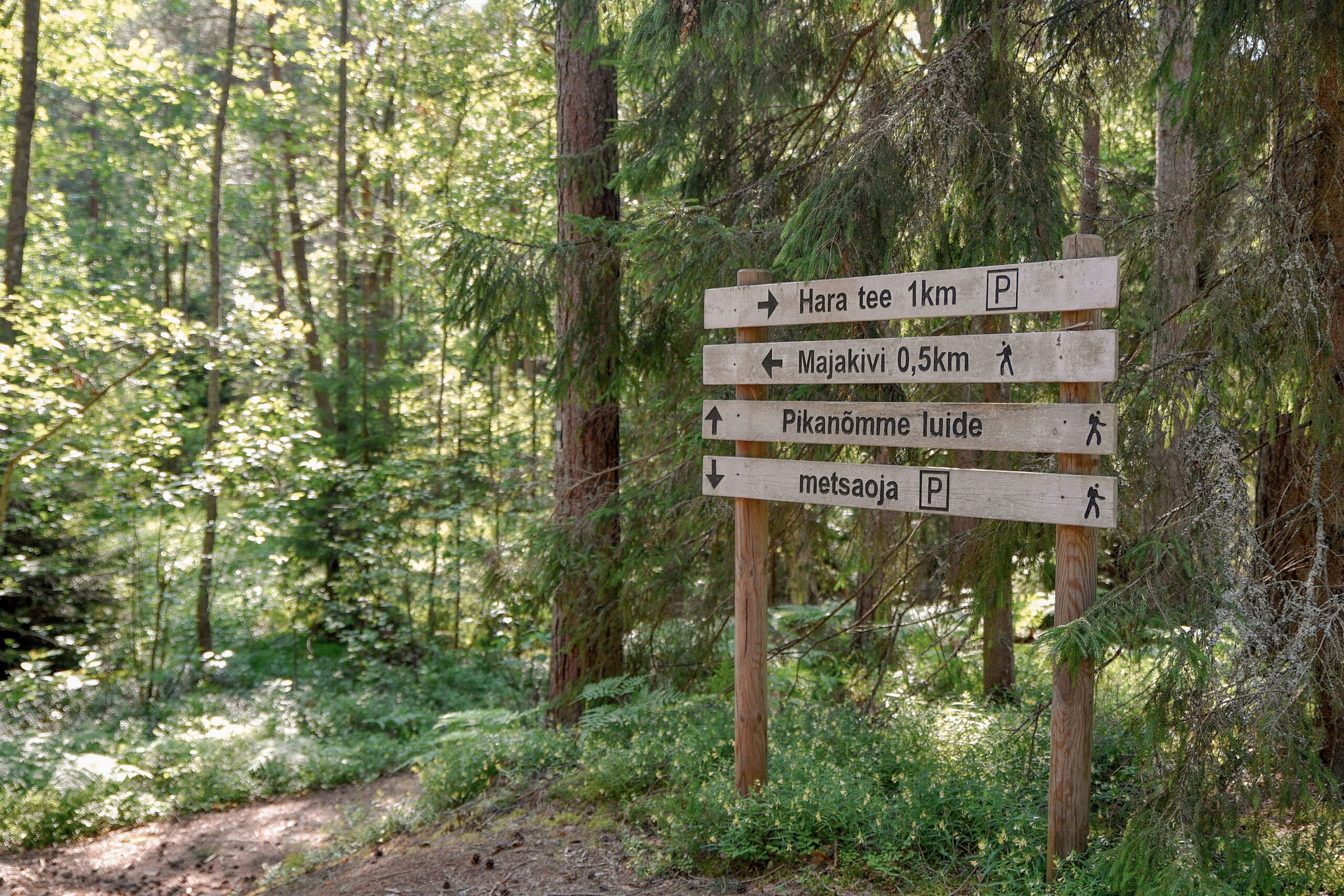Explore Estonian nature with a guidepost in a lush pine forest, ideal for summer hiking.